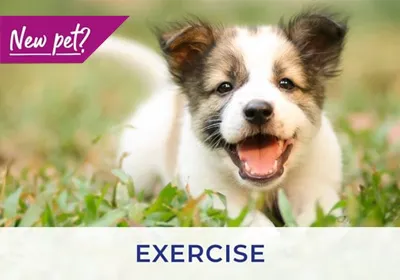 Tamworth vets discuss exercising puppies and kittens