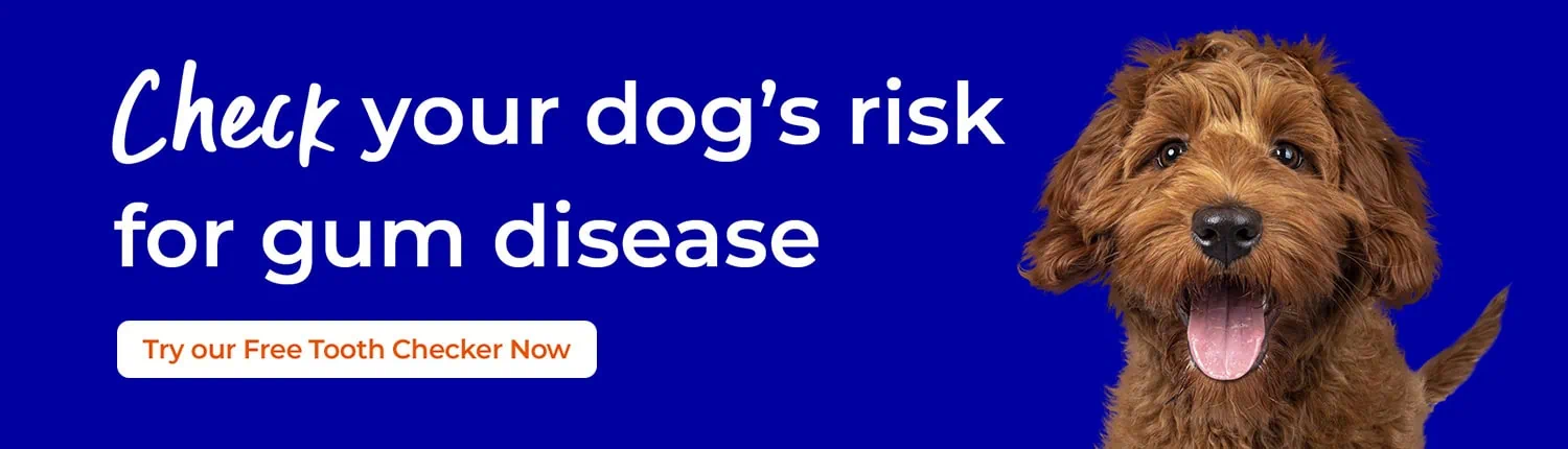 Pets Dental problems