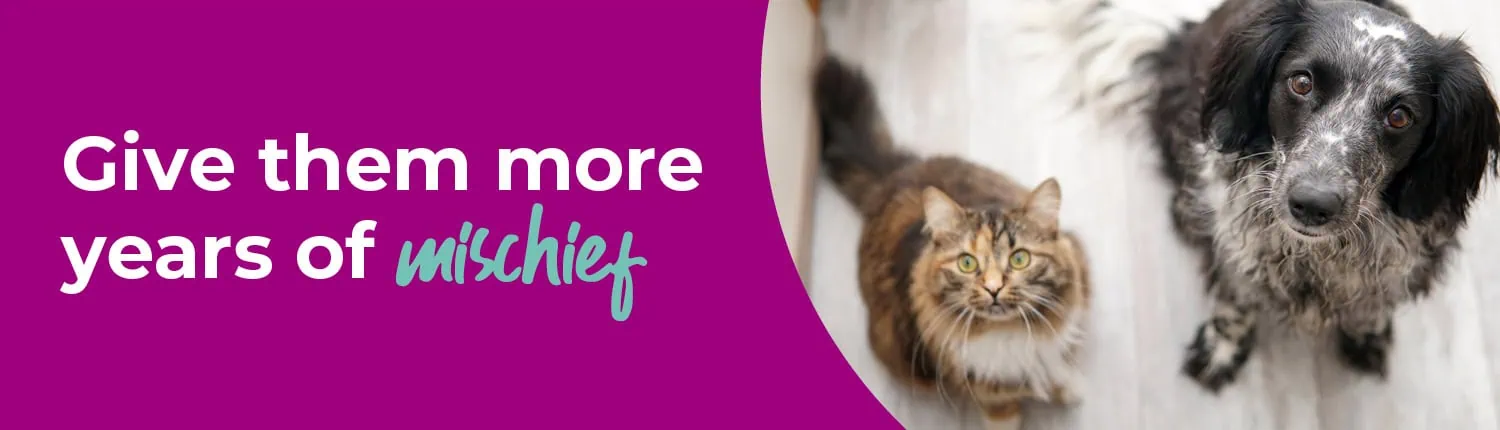 Senior Pet Care | Riversmeet Vets