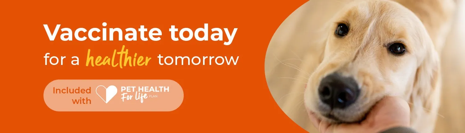 Pet Vaccinations | Riversmeet Vets