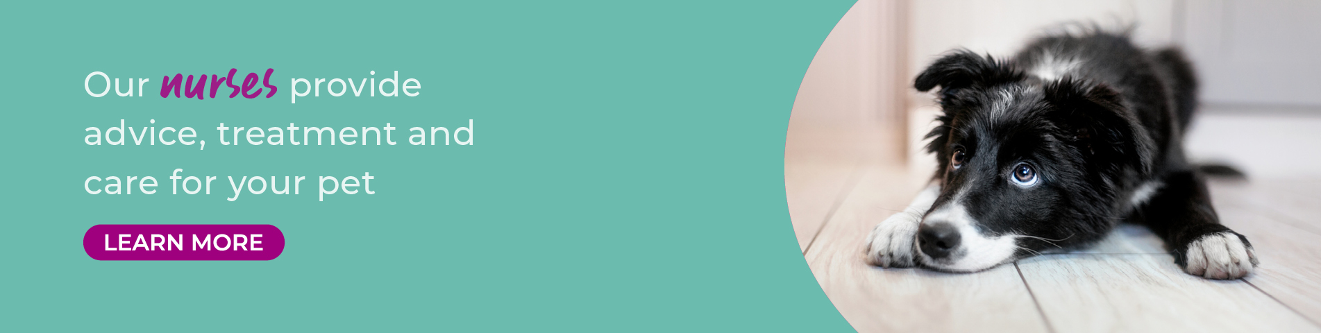 Leading Vets in Tamworth and Atherstone